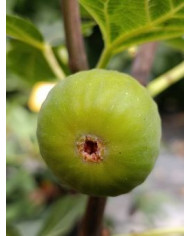 Bio Feigenbaum Monstreuse (**)