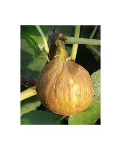 biofeigenbaummontananera