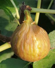 biofeigenbaummontananera