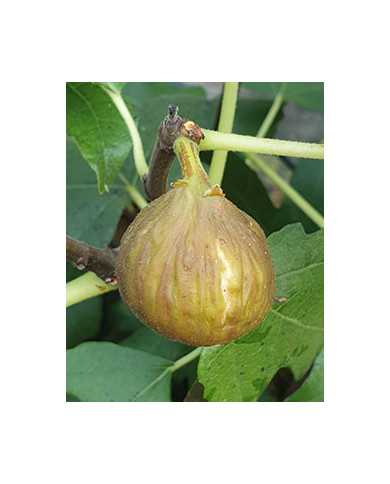 Bio Feigenbaum Montana Nera (*)