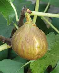 Bio Feigenbaum Montana Nera (*)