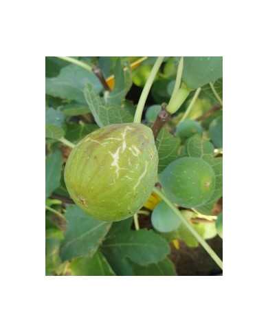 biofeigenbaummorrodebou