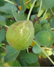 biofeigenbaummorrodebou