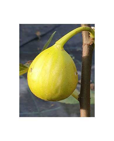 biofeigenbaummoscatelbranco