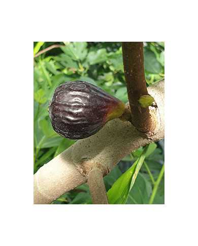 Bio Feigenbaum Negretta (*)