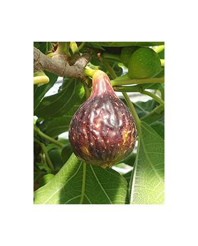 Bio Feigenbaum Negretta (*)