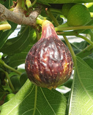 Bio Feigenbaum Negretta (*)