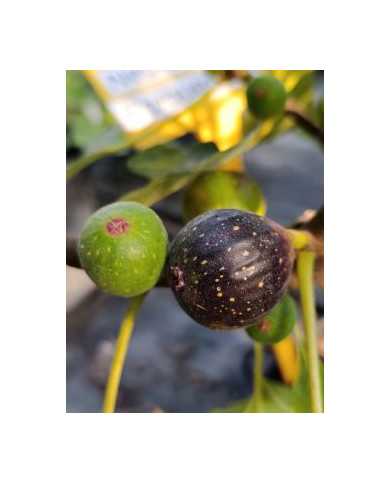 Bio Feigenbaum Negrette de Porquerolles (*) Bio Feigenbaum Negrette de Porquerolles (*)