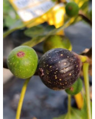 Bio Feigenbaum Negrette de Porquerolles (*) Bio Feigenbaum Negrette de Porquerolles (*)