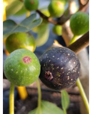 Bio Feigenbaum Negrette de Porquerolles (*) Bio Feigenbaum Negrette de Porquerolles (*)