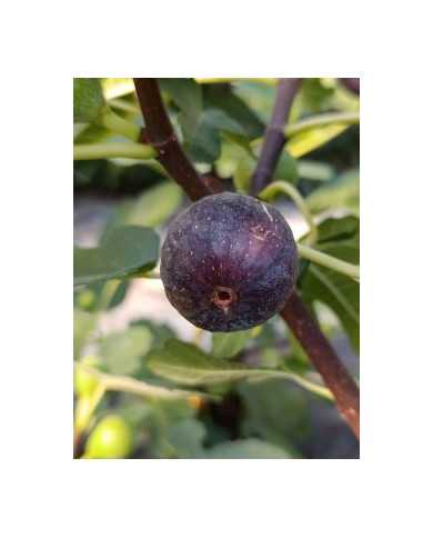 biofeigenbaumnoiredebellone