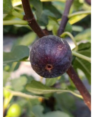 biofeigenbaumnoiredebellone