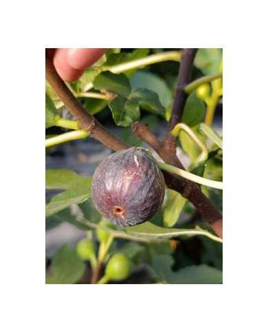 Bio Feigenbaum Noire de Bellone (*)