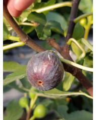 Bio Feigenbaum Noire de Bellone (*)