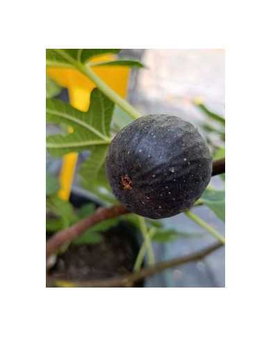 Bio Feigenbaum Noire de Bellone (*)