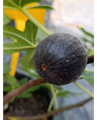 Bio Feigenbaum Noire de Bellone (*)