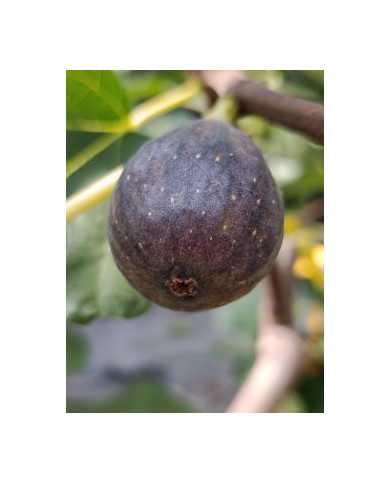Bio Feigenbaum Noire de Bellone (*)
