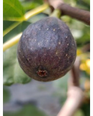 Bio Feigenbaum Noire de Bellone (*)