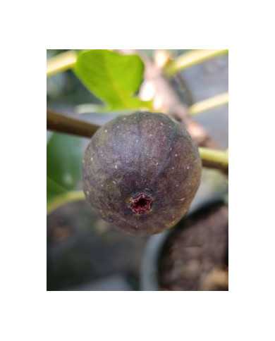 Bio Feigenbaum Noire de Bellone (*)