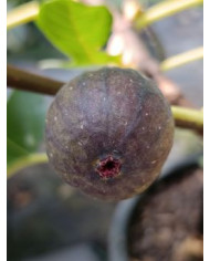 Bio Feigenbaum Noire de Bellone (*)