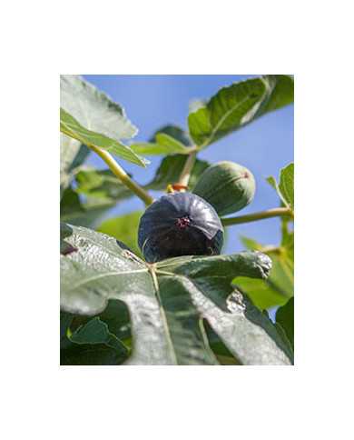 Bio Feigenbaum Noire de Caromb
