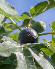 Bio Feigenbaum Noire de Caromb