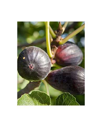 Bio Feigenbaum Noire de Caromb