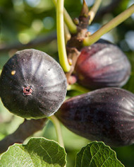 Bio Feigenbaum Noire de Caromb