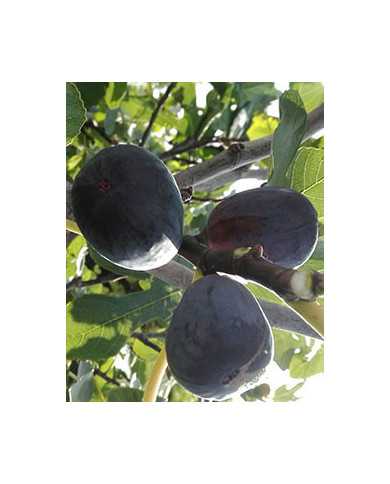 Bio Feigenbaum Noire de Caromb