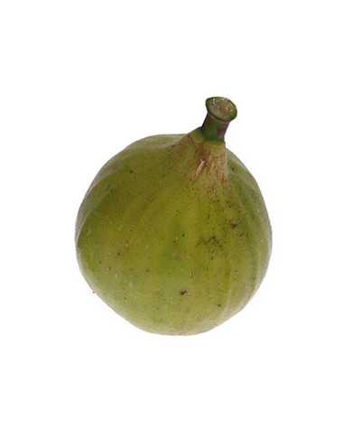 biofeigenbaumosbornprolific