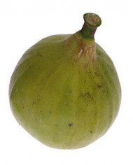 biofeigenbaumosbornprolific