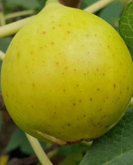 biofeigenbaumpag3 biofeigenbaumpag3