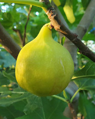 Bio Feigenbaum Pag 3 (*) Bio Feigenbaum Pag 3 (*)