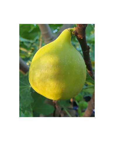 Bio Feigenbaum Pag 3 (*)