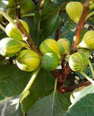 biofeigenbaumpanachée biofeigenbaumpanachée