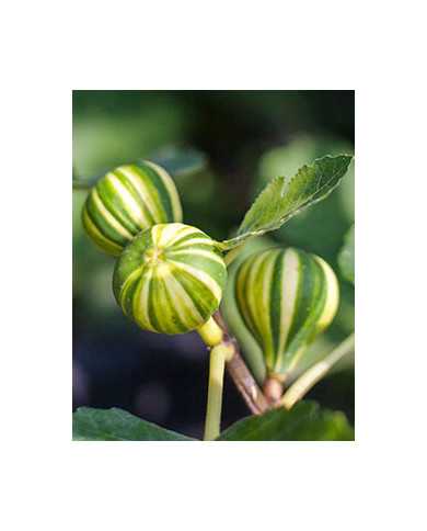 Bio Feigenbaum Panachée (*)