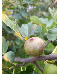 biofeigenbaumpaneevinoscuro biofeigenbaumpaneevinoscuro