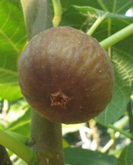 Bio Feigenbaum Pane e Vino Scuro (*)