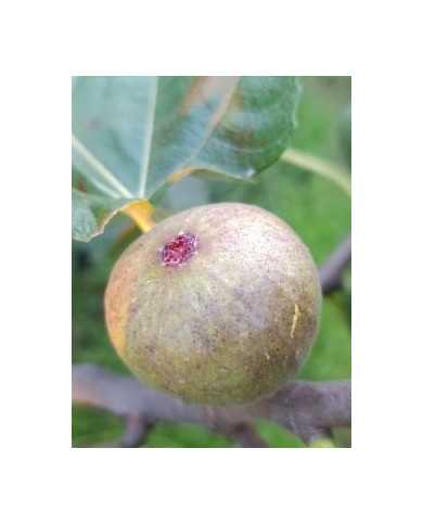 Bio Feigenbaum Pane e Vino Scuro (*)