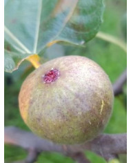 Bio Feigenbaum Pane e Vino Scuro (*)