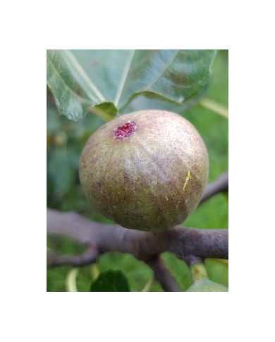 Bio Feigenbaum Pane e Vino Scuro (*)