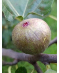 Bio Feigenbaum Pane e Vino Scuro (*)