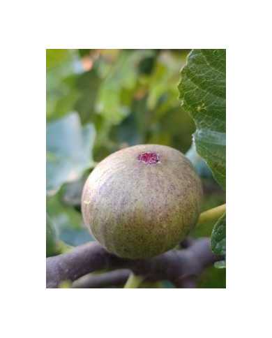 Bio Feigenbaum Pane e Vino Scuro (*)