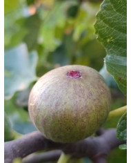 Bio Feigenbaum Pane e Vino Scuro (*)