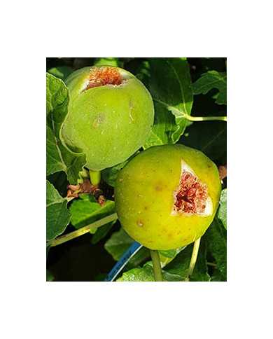 Bio Feigenbaum Paradiso Bianco (*)