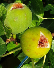 Bio Feigenbaum Paradiso Bianco (*)