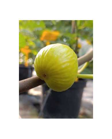 biofeigenbaumpetershoney