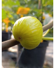 biofeigenbaumpetershoney