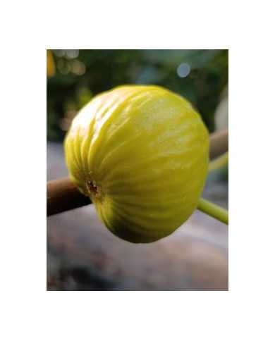 Bio Feigenbaum Peters Honey (**)