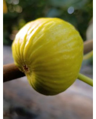 Bio Feigenbaum Peters Honey (**)